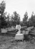 Palestine: Beekeeper. /Na Young Woman Beekeeper At A Zionist Colony On Sharon Plain, Palestine. Photograph, C1925. Poster Print by Granger Collection - Item # VARGRC0130605