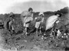 Child Labor, C1910. /Na Group Of Young Cotton Pickers In The American South. Photographed C1910 By Lewis W. Hine. Poster Print by Granger Collection - Item # VARGRC0002756