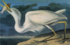 Audubon: Heron. /Ngreat Blue Heron (Ardea Herodias). Engraving After John James Audubon For His 'Birds Of America,' 1827-38. Poster Print by Granger Collection - Item # VARGRC0325147