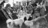 Peary Expedition, C1908. /Ninuits And Sled Dogs On Board Robert Peary'S Ship During An Arctic Expedition. Photograph By Matthew Henson, C1908. Poster Print by Granger Collection - Item # VARGRC0175564