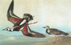 Audubon: Turnstone. /Nruddy Turnstone (Arenaria Interpres). Engraving After John James Audubon For His 'Birds Of America,' 1827-38. Poster Print by Granger Collection - Item # VARGRC0326798