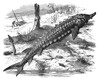 Sturgeon. /Nancipenser Attilus. Wood Engraving, C1923. Poster Print by Granger Collection - Item # VARGRC0046074