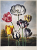 Thornton: Tulips. /Ngroup Of Tulips (Tulipa Spec.). Engraving By Richard Earlom After A Painting By Philip Reinagle For 'The Temple Of Flora,' By Robert John Thornton, 1798. Poster Print by Granger Collection - Item # VARGRC0121029