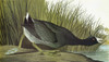 Audubon: Coot. /Namerican Coot, Or Mudhen (Fulica Americana). Engraving After John James Audubon For His 'Birds Of America,' 1827-38. Poster Print by Granger Collection - Item # VARGRC0326228