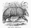 Armadillo. /Nwood Engraving, 19Th Century. Poster Print by Granger Collection - Item # VARGRC0101960