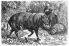 Wild Boar. /Nline Engraving, 19Th Century. Poster Print by Granger Collection - Item # VARGRC0101869