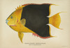 Fish: Rock Beauty. /Nrock Beauty (Holacanthus Tricolor). Lithograph By Julius Bien & Co., 1903. Poster Print by Granger Collection - Item # VARGRC0354147