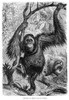 Orangutans. /Nline Engraving, English, 19Th Century. Poster Print by Granger Collection - Item # VARGRC0067241