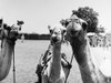 Sudan: Camel Market, 1961. /Ncamels In The Cattle And Camel Market At Kassala, Sudan, 1961. Poster Print by Granger Collection - Item # VARGRC0100736