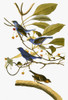 Audubon: Bunting. /Nindigo Bunting (Passerina Cyanea), After John James Audubon For His 'Birds Of America,' 1827-38. Poster Print by Granger Collection - Item # VARGRC0007597