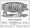 Striped Pig Curiosity. /Nshow Bill At A Militia Muster In Massachusetts, C1850. The Pig Was Painted In Black Stripes. Wood Engraving From An English Article, 1858. Poster Print by Granger Collection - Item # VARGRC0093098