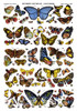 Butterflies, C1890. /Nengraving, C1890, Published By Jean-Charles Pellerin. Poster Print by Granger Collection - Item # VARGRC0526274