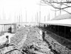 Bahamas: Sponges, C1905. /Na Sponge Yard Along The Docks In Nassau, New Providence Island, Bahamas. Photograph, C1905. Poster Print by Granger Collection - Item # VARGRC0186309