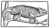 Chameleon. /Nwoodcut, French, 16Th Century. Poster Print by Granger Collection - Item # VARGRC0081960