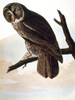 Audubon: Owl. /Ngreat Gray, Or Cinerous, Owl (Strix Nebulosa), From John James Audubon'S 'The Birds Of America,' 1827-1838. Poster Print by Granger Collection - Item # VARGRC0007741