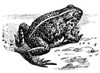 Toad. Poster Print by Granger Collection - Item # VARGRC0082156