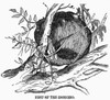 Zoology: Hornero Nest. /Nnest Of The Hornero Bird, Native To Argentina. Wood Engraving, American, 1868. Poster Print by Granger Collection - Item # VARGRC0355002