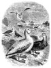 Albatrosses. /Nwood Engraving, American, 1868. Poster Print by Granger Collection - Item # VARGRC0001116
