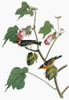 Audubon: Warbler. /Nbay-Breasted Warbler (Setophaga Castanea, Formerly Dendroica Castanea). Engraving After John James Audubon For His 'Birds Of America,' 1827-38. Poster Print by Granger Collection - Item # VARGRC0351671