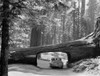 Sequoia National Park. /Nan Automobile In A Tunnel Log, Cut Through A Fallen Giant Sequia Tree In Sequoia National Park, California. Photograph, C1957. Poster Print by Granger Collection - Item # VARGRC0129159