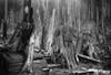 Washington: Lumbering. /Na Lumberjack With His Family Admid Huge Cedar And Fir Logs In The Cascade Mountains Near Seattle, Washington. Photographed In 1902. Poster Print by Granger Collection - Item # VARGRC0120064