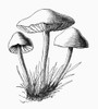 Botany: Mushroom. /Nfairy-Ring Champignon (Marasmius Oreades). Line Engraving, 1875. Poster Print by Granger Collection - Item # VARGRC0091064