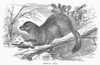 American Sable. /Nline Engraving, 19Th Century. Poster Print by Granger Collection - Item # VARGRC0101835