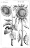 Sunflowers. /Nhelianthus. Engraving From/Nemanuel Sweerts' "Florilegium" 1612, Frankfurt. Poster Print by Granger Collection - Item # VARGRC0068084