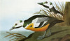 Audubon: Eider. /Nsteller'S Eider (Polysticta Stelleri). Engraving After John James Audubon For His 'Birds Of America,' 1827-38. Poster Print by Granger Collection - Item # VARGRC0325341