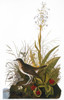 Audubon: Thrush. /Ntawny Thrush (Catharus Fuscescens), From John James Audubon'S 'The Birds Of America,' 1827-1838. Poster Print by Granger Collection - Item # VARGRC0007831
