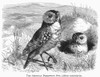 Burrowing Owl, 1877. /Nathene Cunicularia. Line Engraving, 1877. Poster Print by Granger Collection - Item # VARGRC0100426