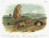 Audubon: Prairie Dog. /Nblack-Tailed Prairie Dog (Cynomys Ludovicianus). Lithograph, C1851, After A Painting By John James Audubon For His 'Viviparous Quadrupeds Of North America.' Poster Print by Granger Collection - Item # VARGRC0059596