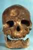Cro-Magnon Skull. /Nfrontal View Of Skull Of Cro-Magnon Man. Poster Print by Granger Collection - Item # VARGRC0021678