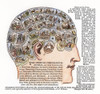 Phrenology, 1867. /Nadvertisement For The 'American Phrenological Journal,' 1867. Poster Print by Granger Collection - Item # VARGRC0008759