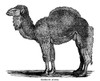 Arabian Camel. /Nline Engraving, Greek, C1840. Poster Print by Granger Collection - Item # VARGRC0082379