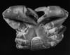 Fossil: Miocene Crab. /Nfossil Of An Archaegeryon Peruvianus Crab Of The Miocene Period, Found In Patagonia. Poster Print by Granger Collection - Item # VARGRC0172908