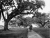 South Carolina: Ashley Hall. /Noak Lined Avenue At Ashley Hall, Charleston, South Carolina. Photograph By William Henry Jackson, C1903. Poster Print by Granger Collection - Item # VARGRC0122096