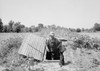 Arkansas: Farmer, 1936. /Na Farmer Standing In Opening Of Storm Cellar Which Is Used To Store Food In Batesville, Arkansas. Photograph By Carl Mydans, 1936. Poster Print by Granger Collection - Item # VARGRC0350665