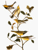 Audubon: Warbler. /Nblack-Throated Green Warbler, Blackburnian Warbler, And Macgillivray'S Warbler, From John James Audubon'S 'The Birds Of America,' 1827-1838. Poster Print by Granger Collection - Item # VARGRC0007631