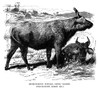 African Buffalo. /Nshort-Horned Buffalo, Congo Variety. Engraving, American, Late 19Th Century. Poster Print by Granger Collection - Item # VARGRC0082388
