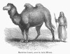 Bactrian Camel. /Ncamelus Bactrianus. Bactrian Camel In Asia Minor. Line Engraving, 19Th Century. Poster Print by Granger Collection - Item # VARGRC0100714