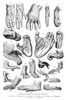 Apes & Monkeys. /Nhands And Feet Of Apes And Monkeys. Wood Engraving, 19Th Century. Poster Print by Granger Collection - Item # VARGRC0031900