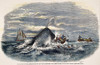 Sperm Whale Attack, 1851. /Ndestruction Of A Rowboat From The Whaling Ship 'Ann Alexander' By A Sperm Whale In The South Pacific. Color Engraving, American, 1847. Poster Print by Granger Collection - Item # VARGRC0008695