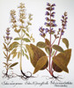 Sage, 1613. /Nblue-Flowered Sage, White-Flowered Sage And Violet Sage (All Salva Officinalis): Engraving For Basilius Besler'S "Florilegium," Published At Nuremberg In 1613. Poster Print by Granger Collection - Item # VARGRC0040374