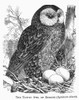 Tawny Owl, 1877. /Nsyrnium Aluco. Line Engraving, 1877. Poster Print by Granger Collection - Item # VARGRC0100425
