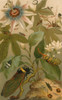 Clematis, Cicada and Beetles, 1894 Poster Print by Science Source - Item # VARSCIBW7036