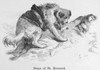 St. Bernard. /Nline Engraving, 19Th Century. Poster Print by Granger Collection - Item # VARGRC0100801