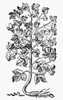Botany: Cotton Plant, 1579. /Nwoodcut From Pietro Andrea Mattioli'S 'Commentaires,' Lyons, France, 1579. Poster Print by Granger Collection - Item # VARGRC0032615