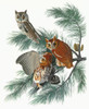 Audubon: Owl. /Neastern, Or Common, Screech Owl (Megascops Asio, Formerly Otus Asio). Engraving After John James Audubon For His 'Birds Of America,' 1827-38. Poster Print by Granger Collection - Item # VARGRC0350690