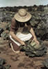 New Mexico: Pie Town, 1940. /Nhomesteader Mrs. Norris With Cabbage In Pie Town, New Mexico. Photograph By Russell Lee, October 1940. Poster Print by Granger Collection - Item # VARGRC0433526